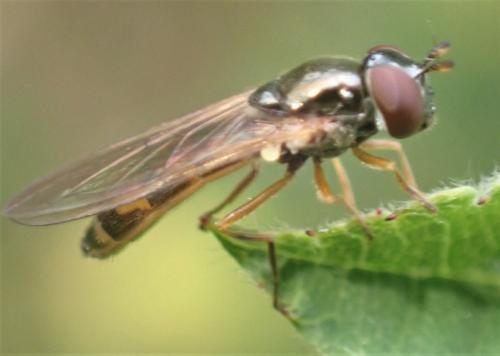 Melanostoma mellinum